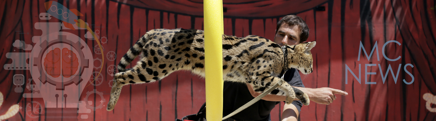 A tiger Jumps in front of a man for news page